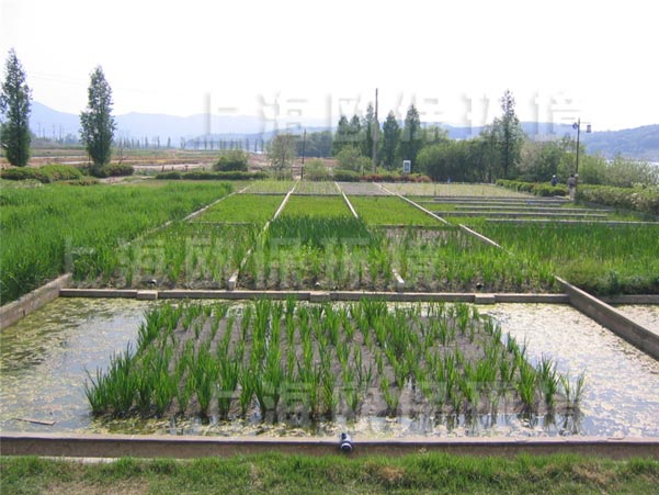 经济实用的农村污水生态法治理五大工艺|农村污水处理