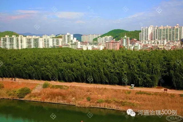 植物湿地堤岸 植物湿地堤岸