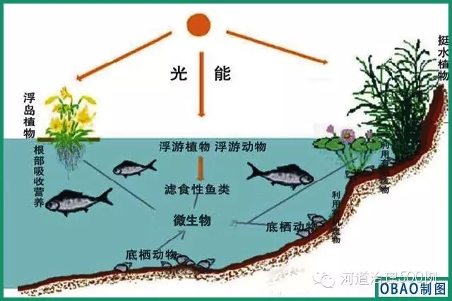 河道生物多样性 河道生物多样性