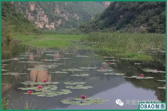 水生植物构建 水生植物构建