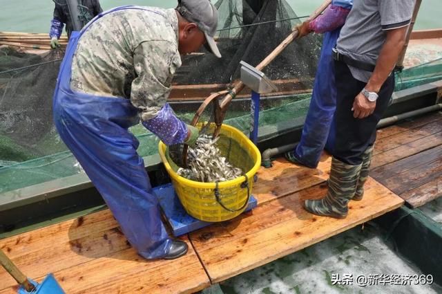 太湖里的这群鱼可吞吃蓝藻5千吨，并成功培育出&ldquo;夏花&rdquo;