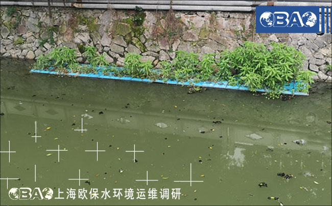 漂浮的泥皮是河道保洁的难点 漂浮的泥皮是河道保洁的难点
