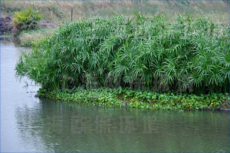浮田型浮动湿地实现植物全覆盖,净水效果更强 浮田型浮动湿地实现植物全覆盖,净水效果更强